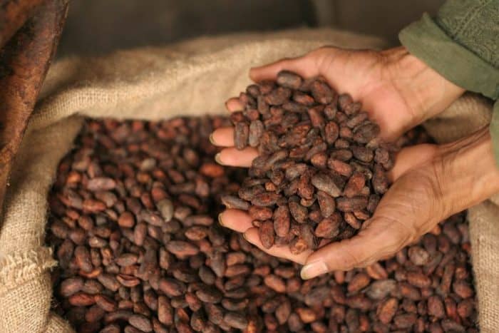 Khasiat Menakjubkan Kakao Bagi Kesehatan Tubuh