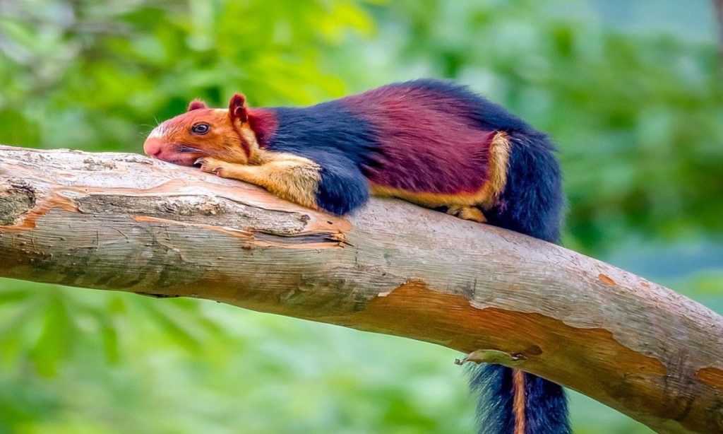 5 Fakta Indian Giant Squirrel, yang Memiliki Bulu Warna-Warni 