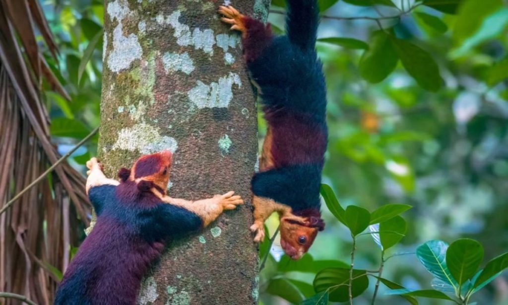5 Fakta Indian Giant Squirrel, yang Memiliki Bulu Warna-Warni 
